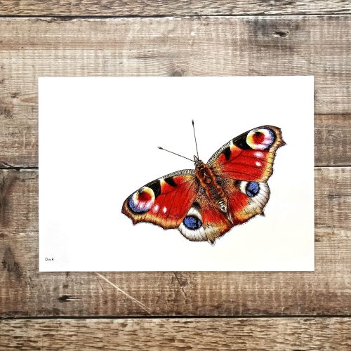 Peacock Butterfly print