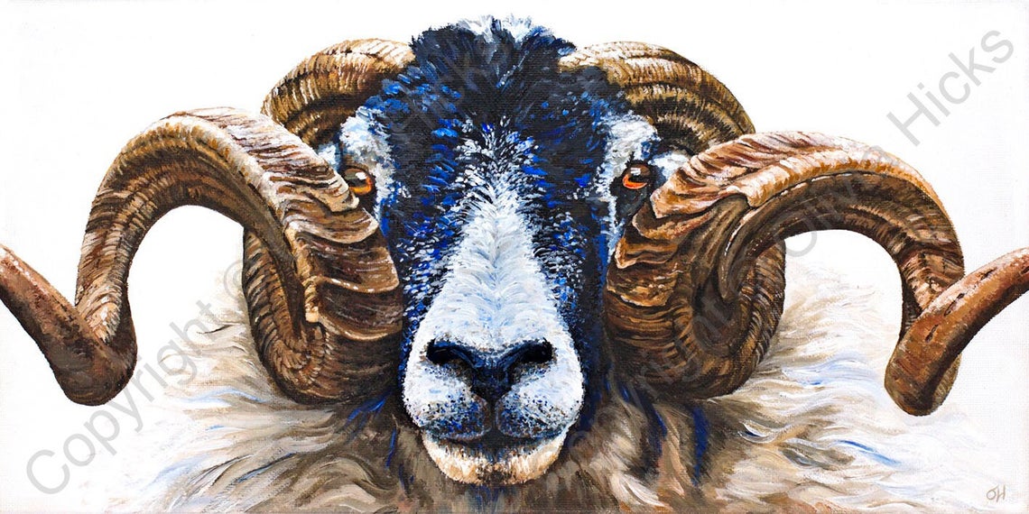 Swaledale Ram - Image 2