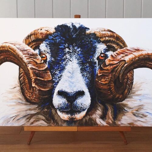 Swaledale Ram