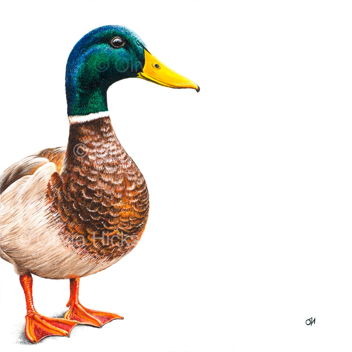 Mallard unmounted print - Image 2