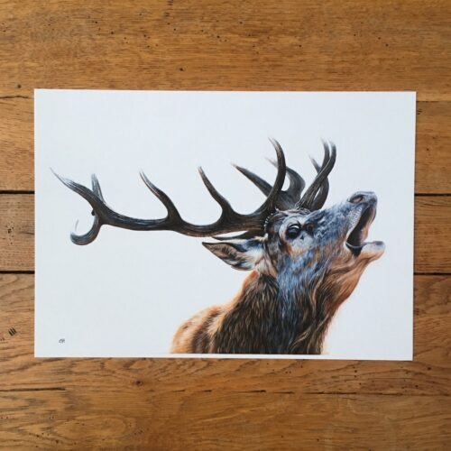 Bellowing Stag unmounted print