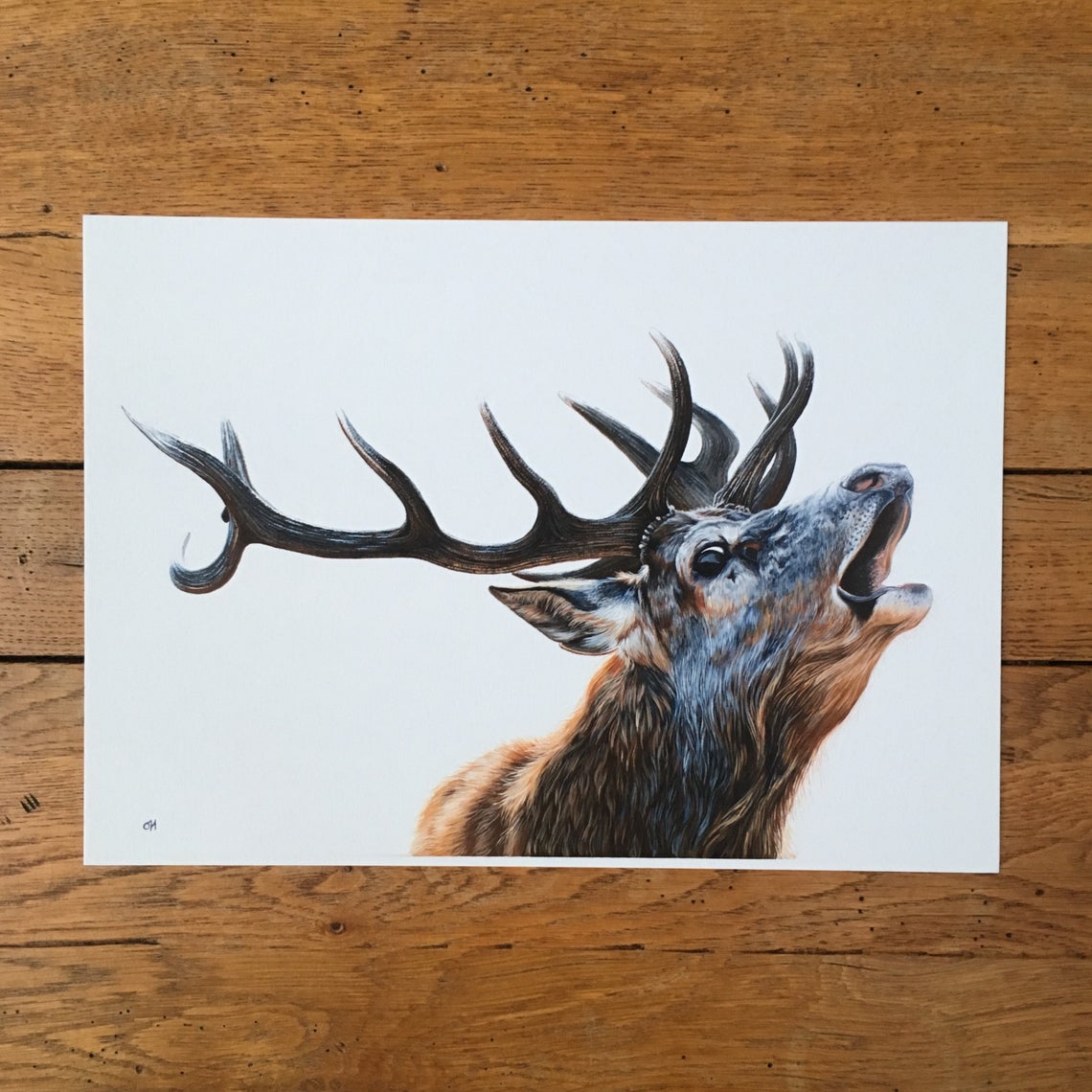 Bellowing Stag unmounted print
