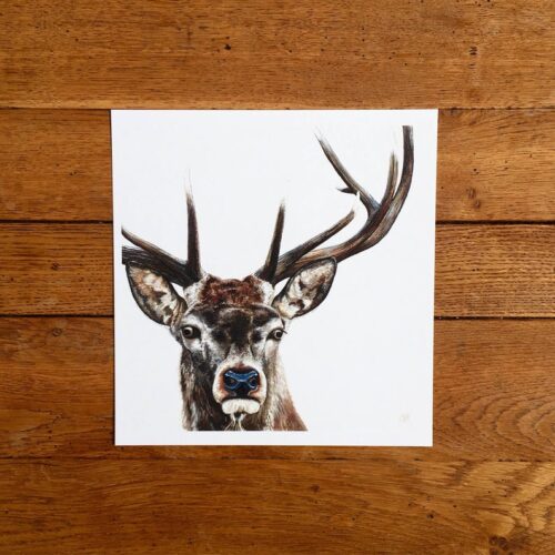 Stag unmounted print