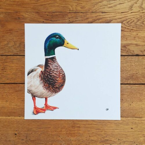 Mallard unmounted print