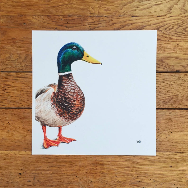 Mallard unmounted print