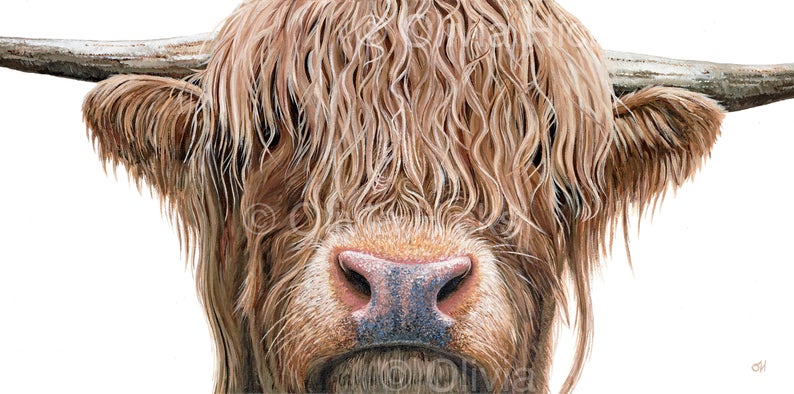 Highland Cow - Image 2