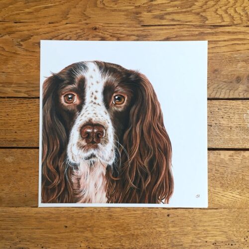 Springer Spaniel unmounted print