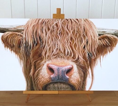 Highland Cow
