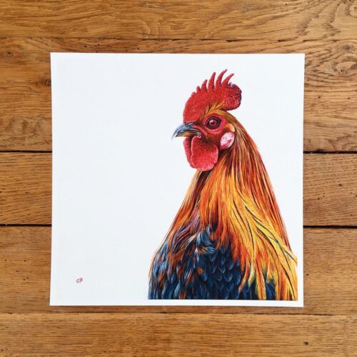 Cockerel unmounted print