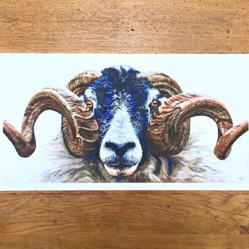 Swaledale Ram unmounted print