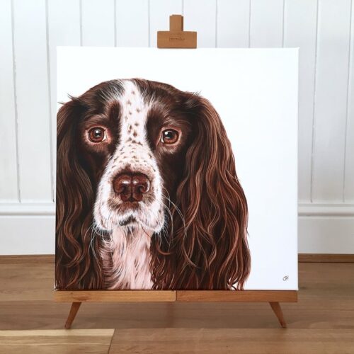 Springer Spaniel