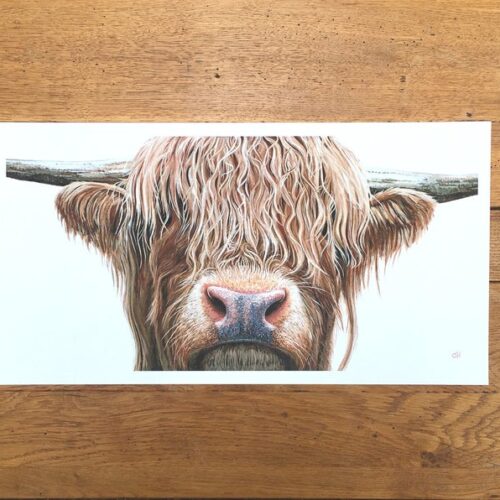 Highland Cow unmounted print