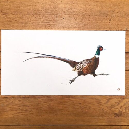 Running Pheasant unmounted print