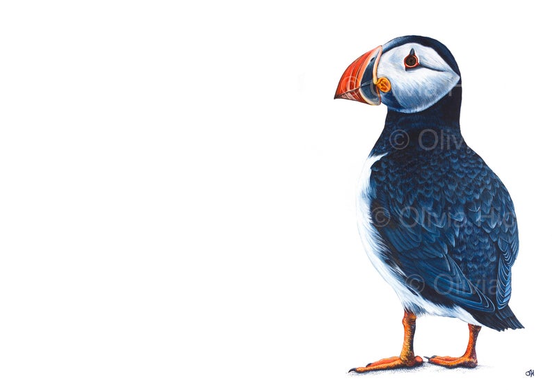 Puffin unmounted print - Image 2