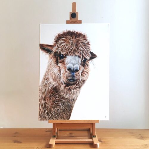 Alpaca
