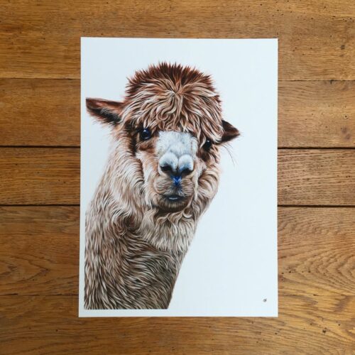 Alpaca unmounted print
