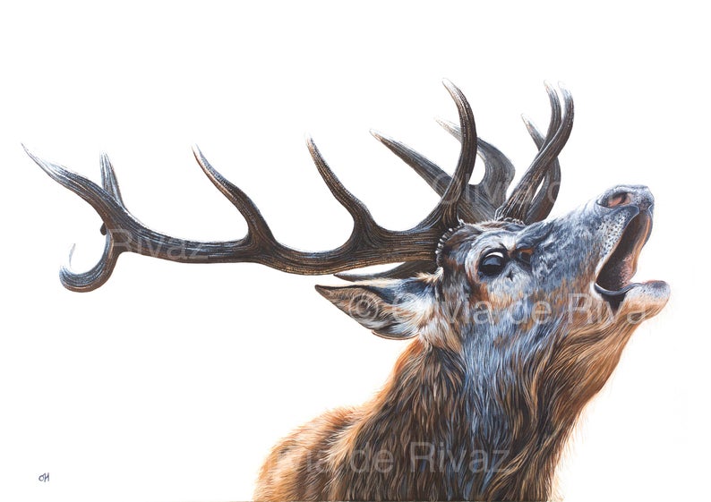 Bellowing Stag unmounted print - Image 2