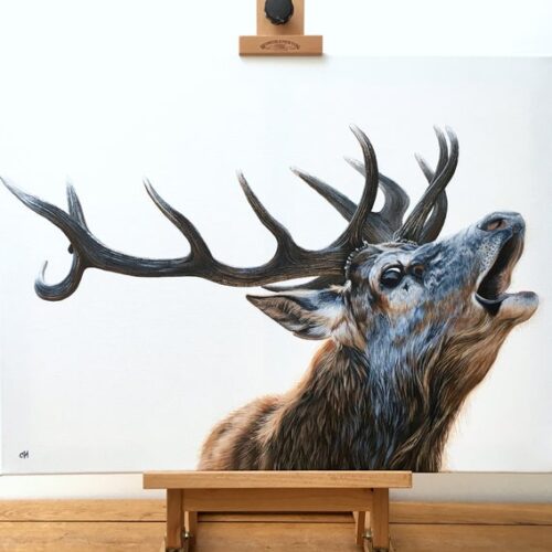 Bellowing Stag