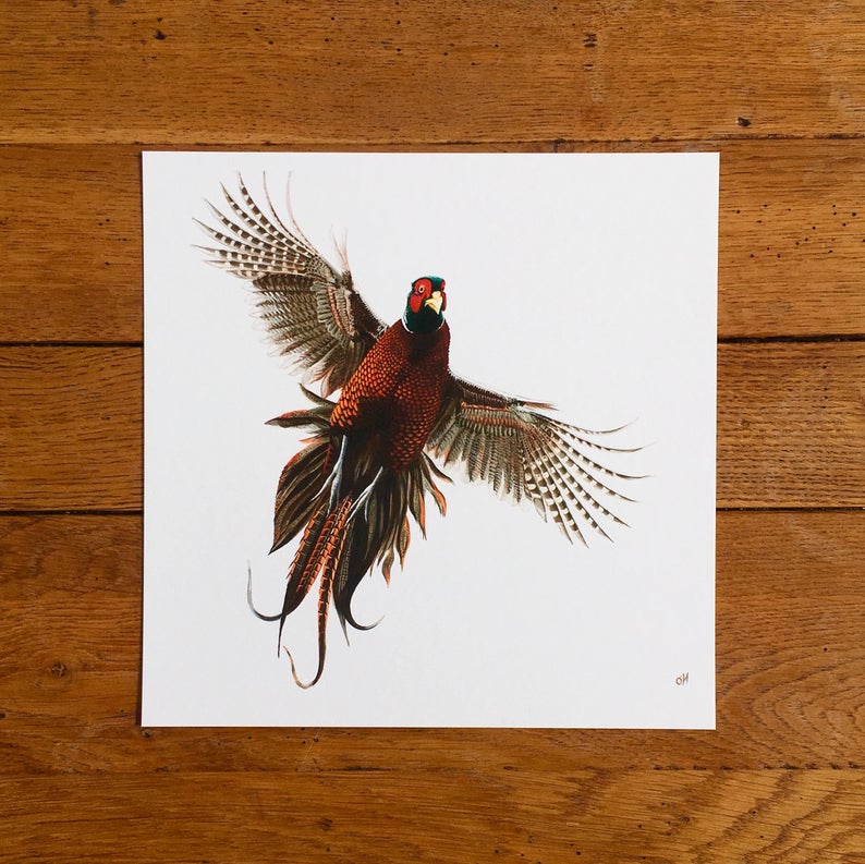 Flushed Pheasant unmounted print