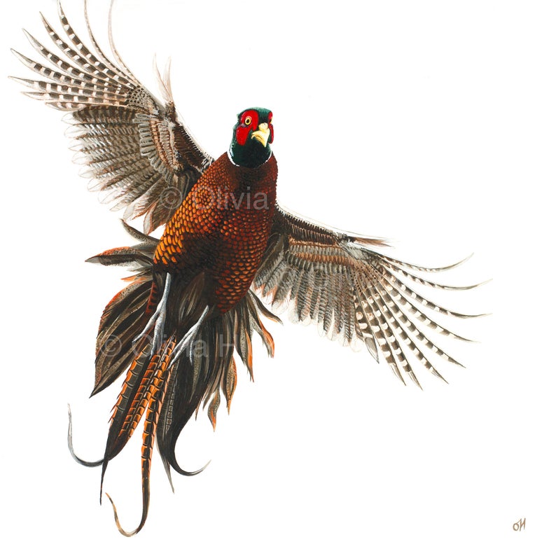 Flushed Pheasant unmounted print - Image 2