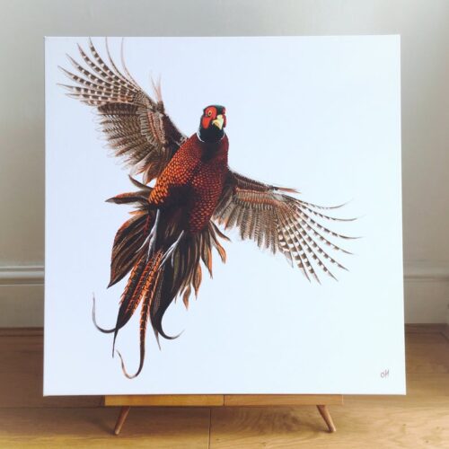 Flushed Pheasant