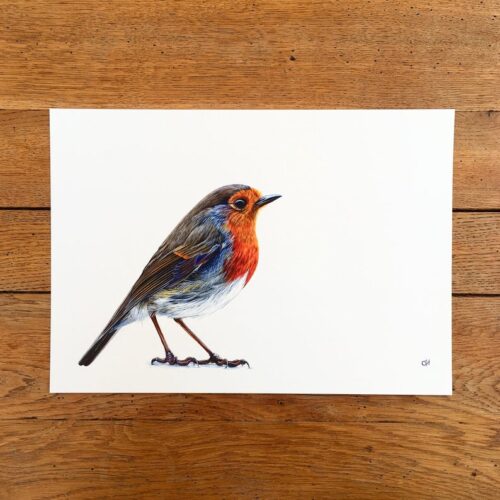 Robin unmounted print
