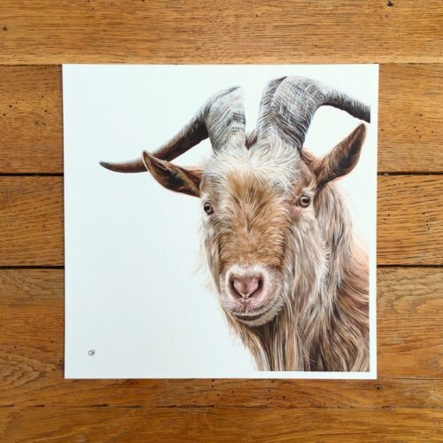 Golden Guernsey Goat unmounted print