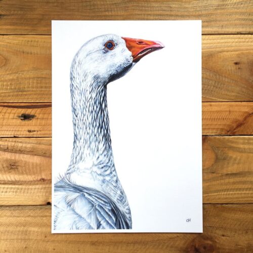 Geoffrey unmounted print
