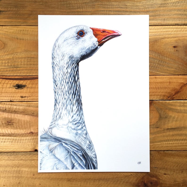 Geoffrey unmounted print