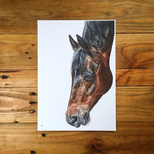 Joey unmounted print