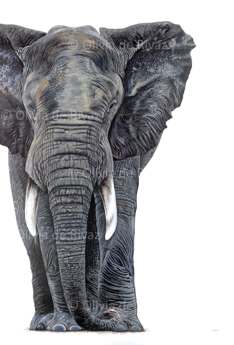 Monty unmounted print - Image 2