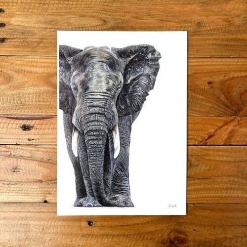 Monty unmounted print